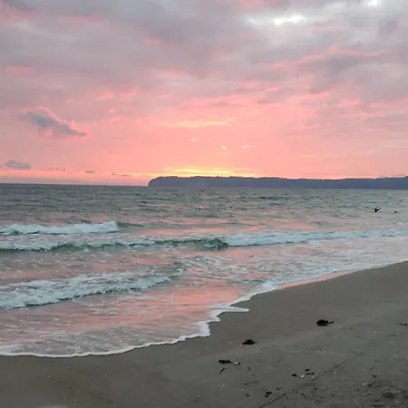 Prora - Treibholz * Binz